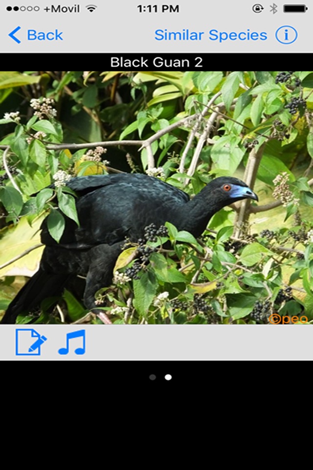 Costa Rica Birds Basic screenshot 2
