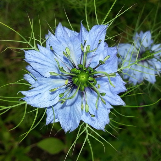 Medicinal plants of the world