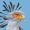 ROBERTS BIRD GUIDE 2 is a new app based on the new publication "Roberts Bird Guide (second edition)" with all new illustrations, distribution maps and bird texts for 977 Southern African bird species, including all the new species and names, and including new app functions and features*