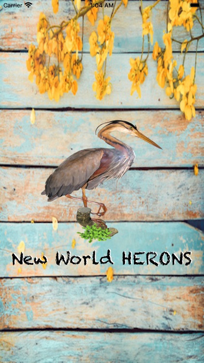 New World HERONS