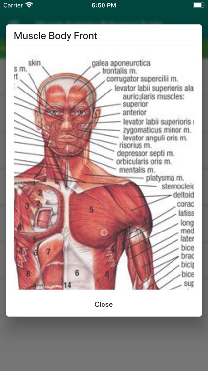 Muscle Anatomy Reference Guide