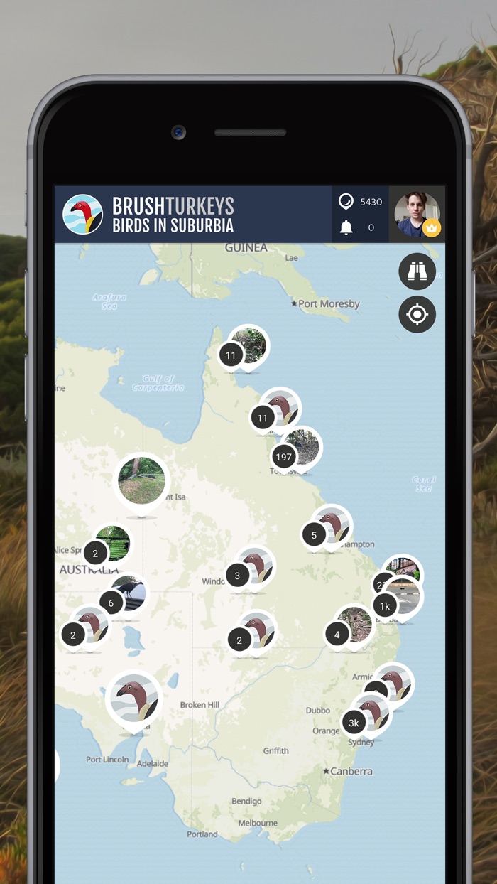 BrushTurkeys  SPOTTERON