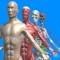 Icon Human anatomy system & parts