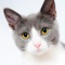 Cats - an app about the amazing fleecy tigers with tons of informations and pictures