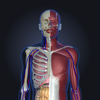 3D人体解剖学 teamLabBody 2020-TEAMLABBODY.inc