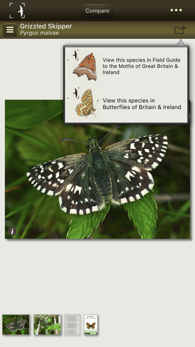 Moths of Britain & Irelandのおすすめ画像5
