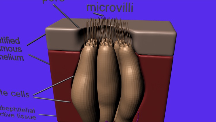 Organs for Taste and Smell screenshot-4