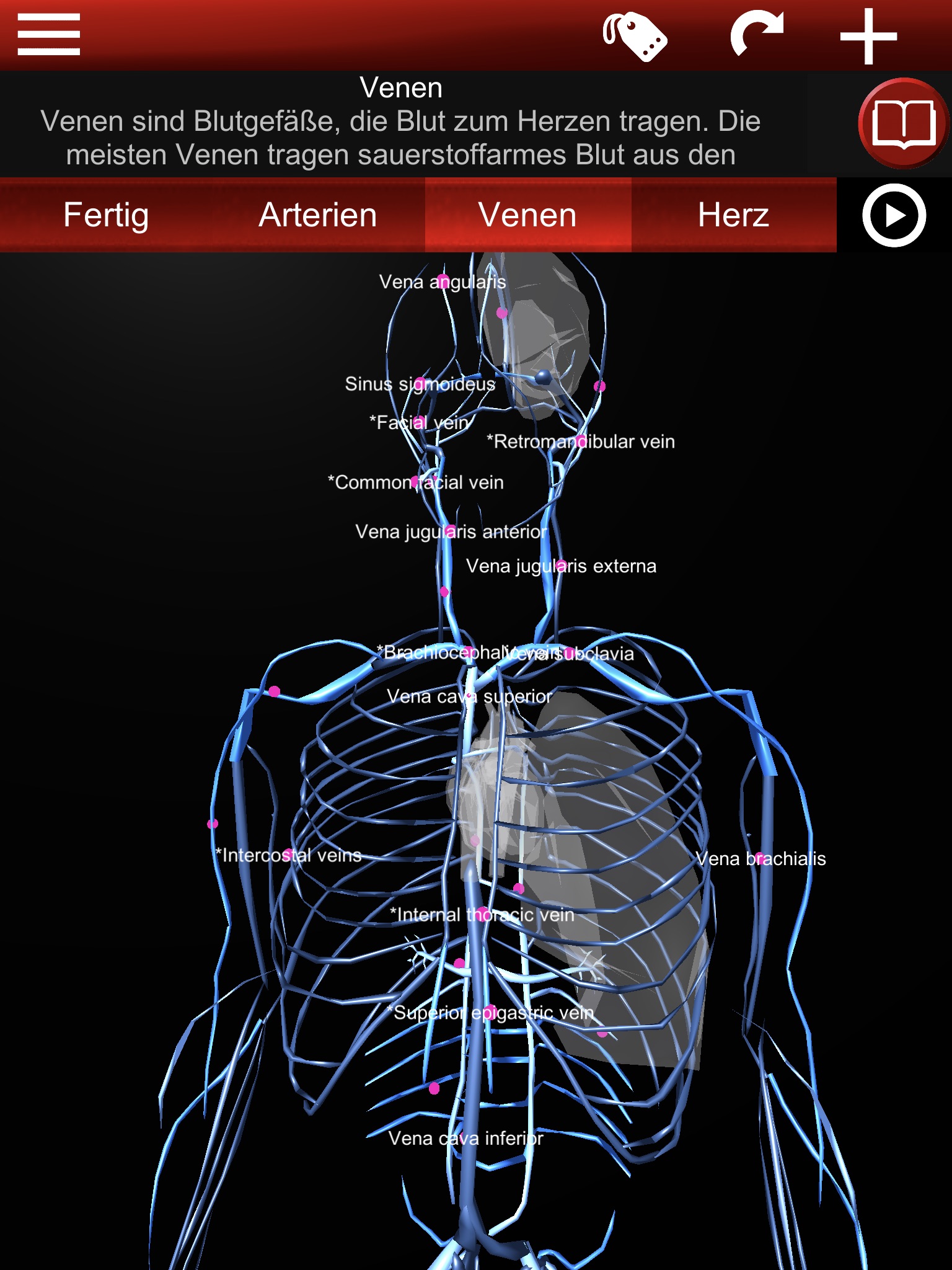 Circulatory System 3D Anatomy screenshot 2