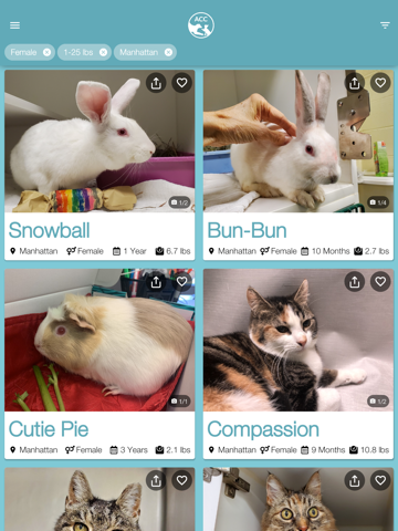 ACC of NYC - náhled