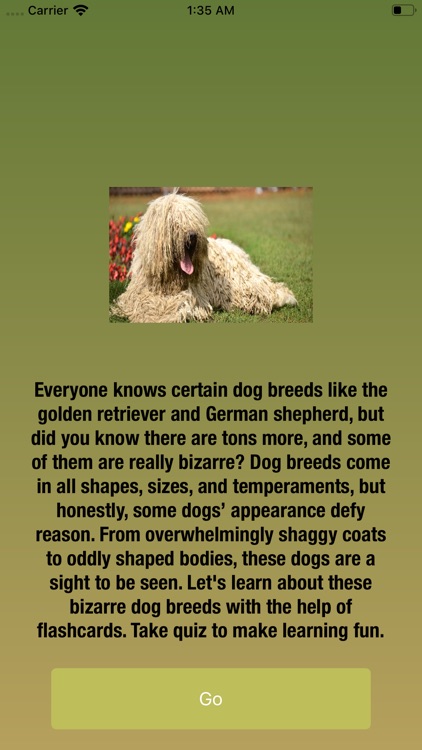 Bizarre Dog Breeds