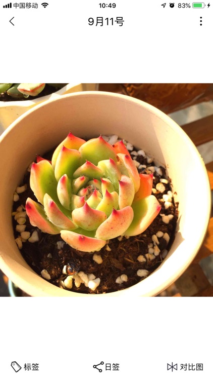 多肉花园记 肉肉成长对比图by Kai Zhang