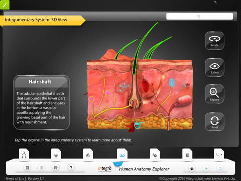 Human Anatomy - Integumentary screenshot 2