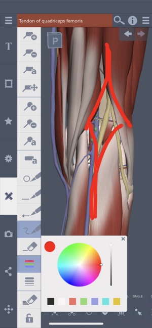 Knee: 3D Real-time(圖5)-速報App