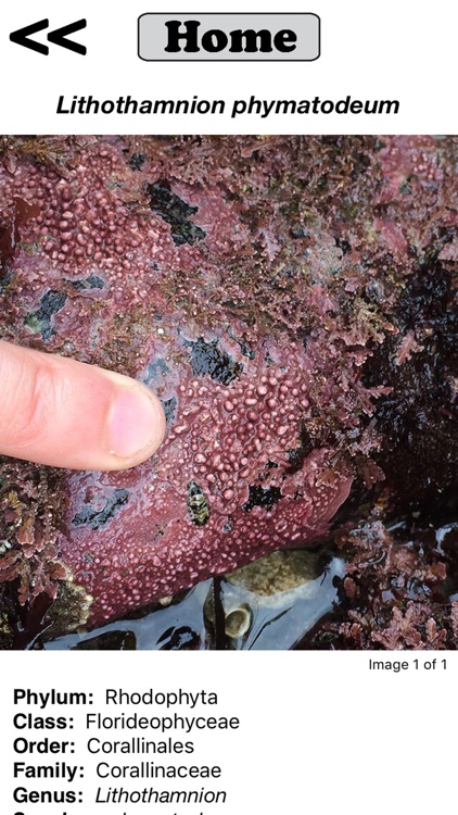 Seaweed Sorter