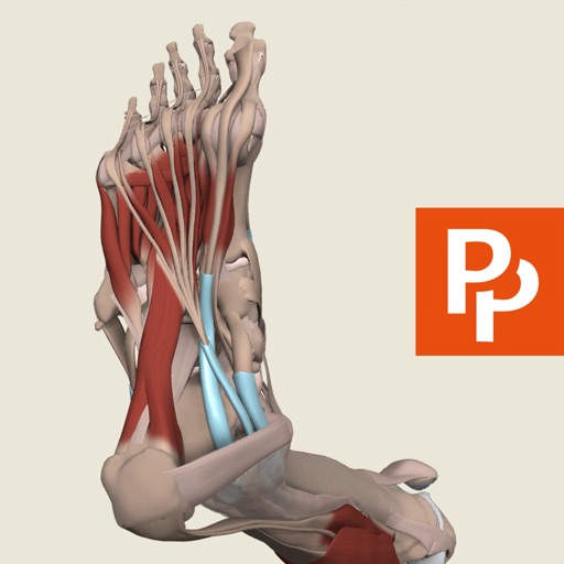 Leg, Ankle, Foot: 3D Real-time