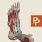 Primal's 3D Real-time Human Anatomy app for the Foot is the ultimate 3D interactive anatomy viewer for all medical educators, practitioners and students