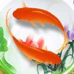 Beautiful Koi