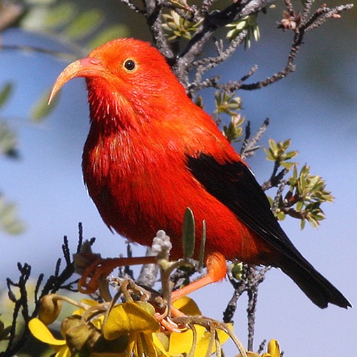 Bird ID Hawaii for iPhone