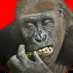 Flying Gorilla On The App Store - john roblox gorilla sounds 1 hour