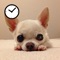 It is a cute timer full of photos of Smooth Chihuahua “Suama”