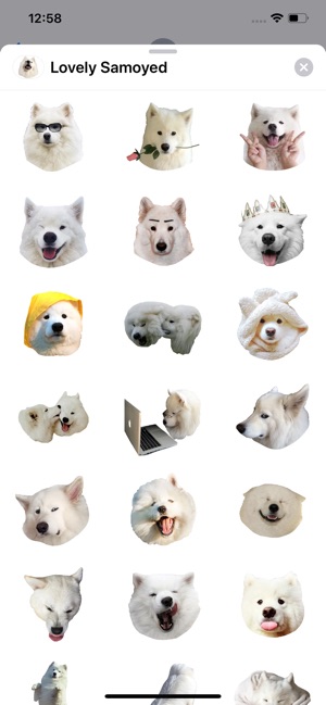 Lovely Samoyed Sticker Pack(圖1)-速報App