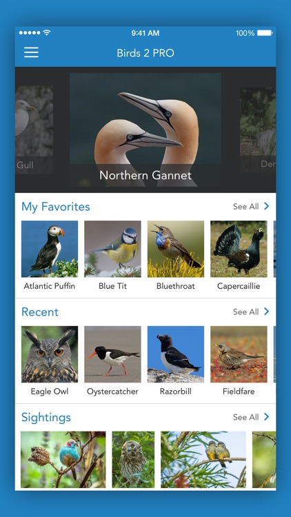 The Best Bird Identification Apps