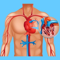 Activities of Cardiovascular System Quizzes