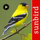 Top 40 Reference Apps Like Bird Song Id USA Automatic Recognition Birds Songs - Best Alternatives