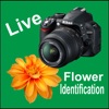 Live Flower Identify/Detector