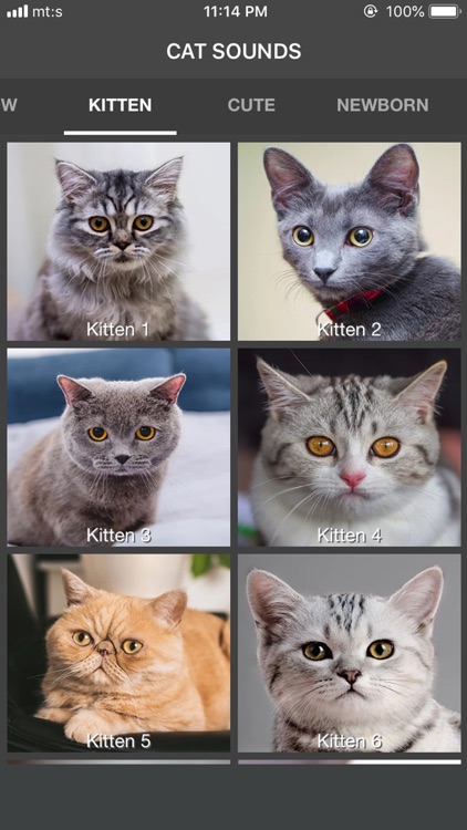 Cat Sounds - Meow Soundboard