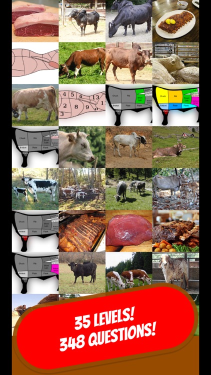 COW & BOVINE Quiz