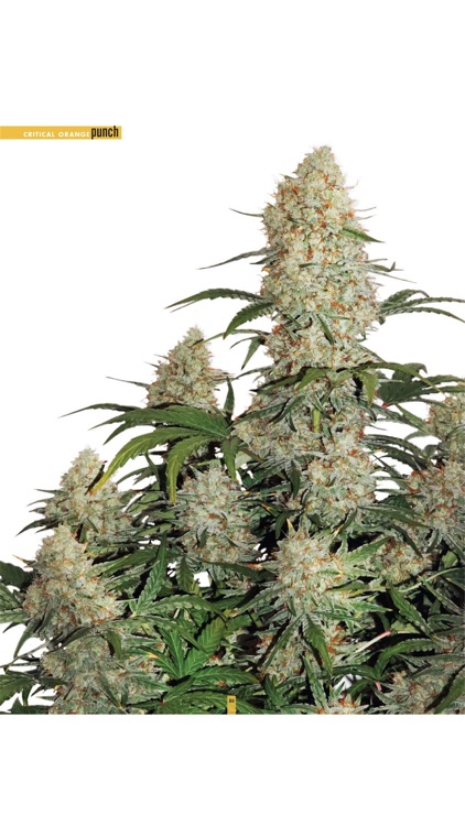 Cannabis Now screenshot-9