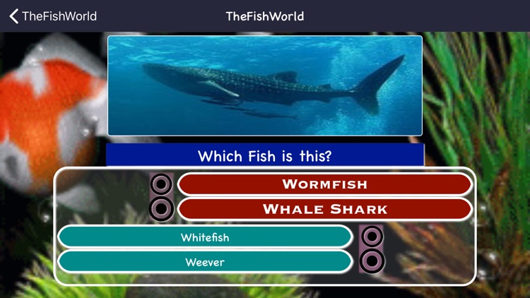 Fishes Identifying Games screenshot-7