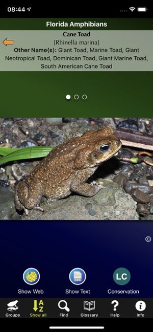 Florida Amphibians(圖1)-速報App