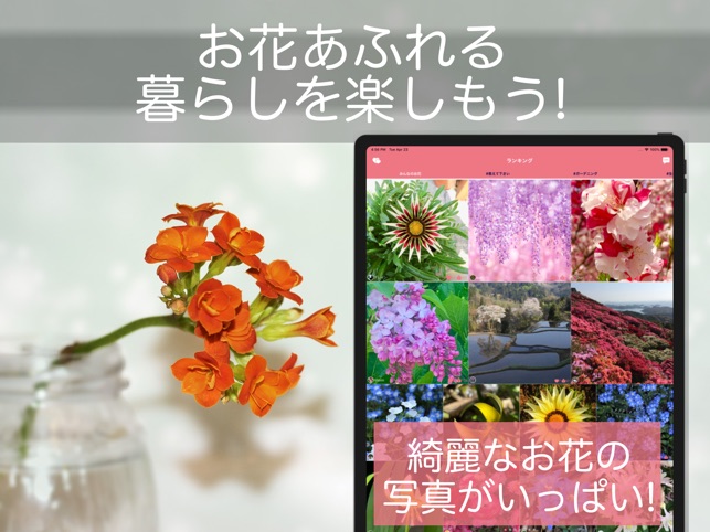 花 植物好きが集まる写真共有 図鑑アプリ Flowery をapp Storeで