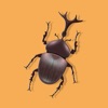 Insect Bugs Stickers