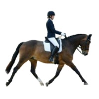 Alison Short Dressage pour PC