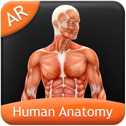 Human Anatomy - Muscular
