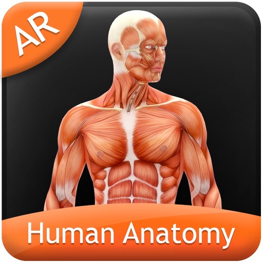 Human Anatomy - Muscular icon