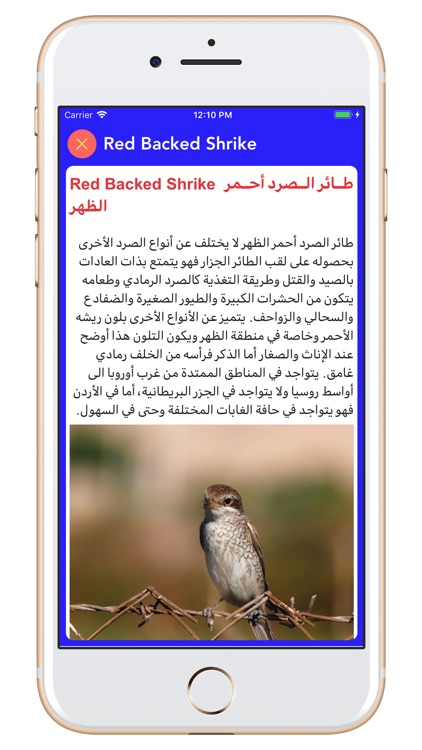 Birds of Jordan H screenshot-4