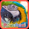 Wild Animal Preschool Games