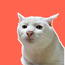 Cat Meme Stickers