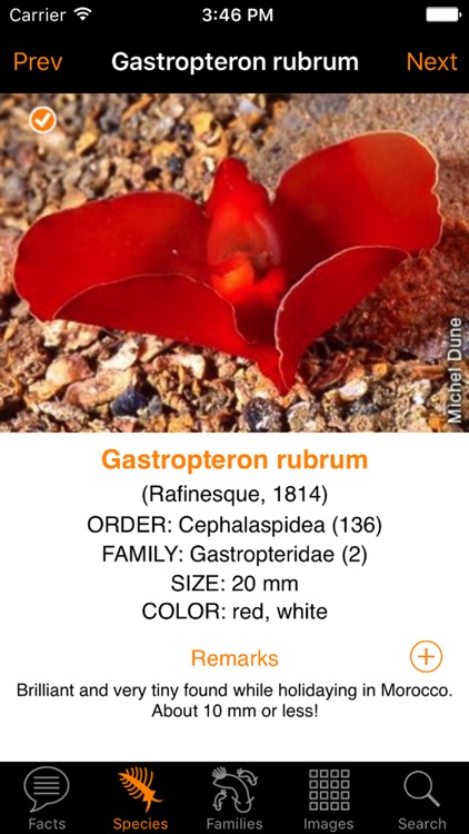 Nudibranch ID E Atlantic Med screenshot-3