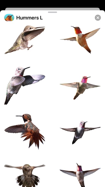 Hummingbirds - Large (Retina)