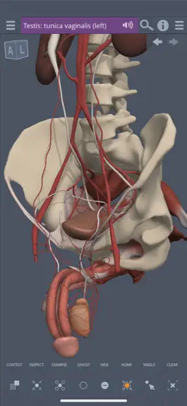 Game screenshot Male Pelvis: 3D Real-time hack