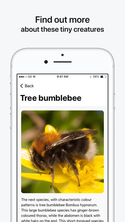 Bumblebee Detector screenshot-3