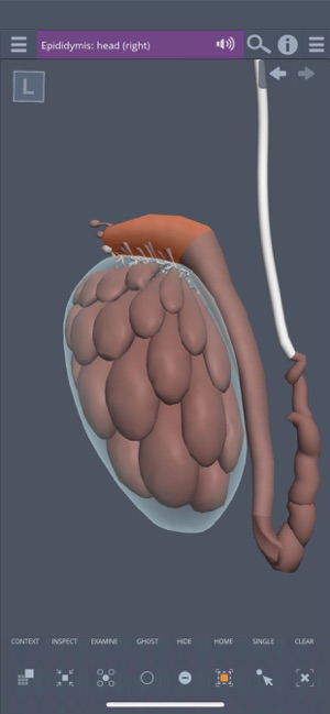 Male Pelvis: 3D Real-time