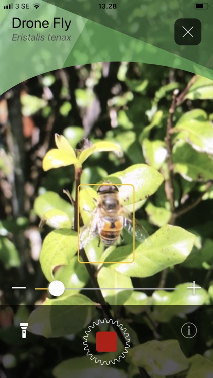 Will it Sting - Insect ID