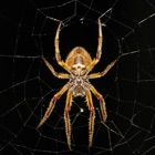 Top 20 Reference Apps Like Spiders 2.0 - Best Alternatives