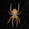 Spinnen - an app about the fascinating creepy-crawlies with lots of information and pictures